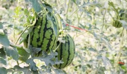 网红大瓜排行,热门事件盘点与幕后真相